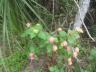 Flowers, Canaveral National Seashore